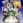 The Law of Ueki