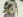 Hajime