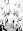 Kou