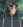Geneus