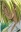 Yue
