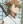 Kanisawa
