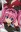 Deviluke, Nana Astar