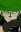 Meowban, Sham