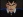 Shingo, Morigami