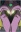 Xanthippe