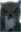 Owl Man
