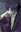 Shinsuke