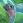 Monmon