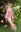  Ami