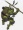 Donatello
