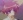 Limiette, Amy
