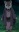 Errand Rat Youkai