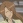 Tanonaka, Mizuho
