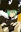Fran