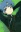  Toru