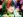 Rina