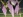 Xanthippe