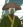 Duuke, Kameyama