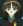 Hikura, Kazuhi