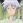 Sakuya's father