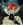 Rath