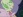 Herba