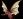 Dragonoid, Pyrus