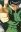 Yusuke