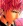  Hayato