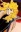 Frol