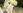Cosette