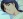  Shiori