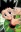 Gon
