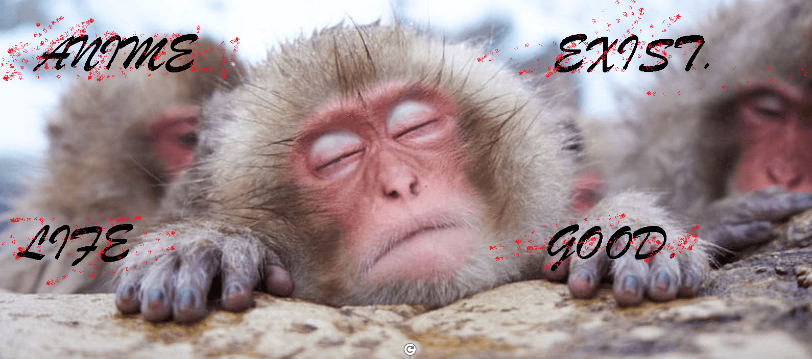 I'm a Monke.