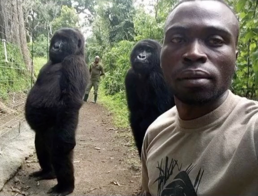 Welcome to the jungle