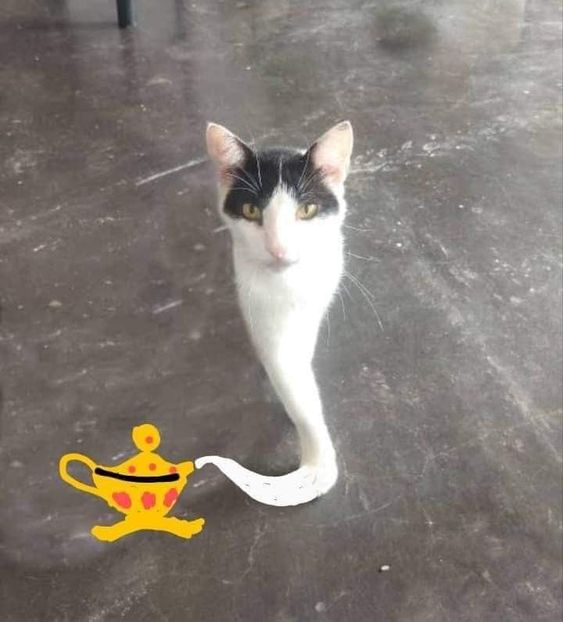 Vici is here! I'm trans btw