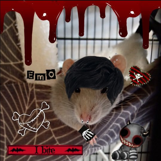 Emo rat is emooo