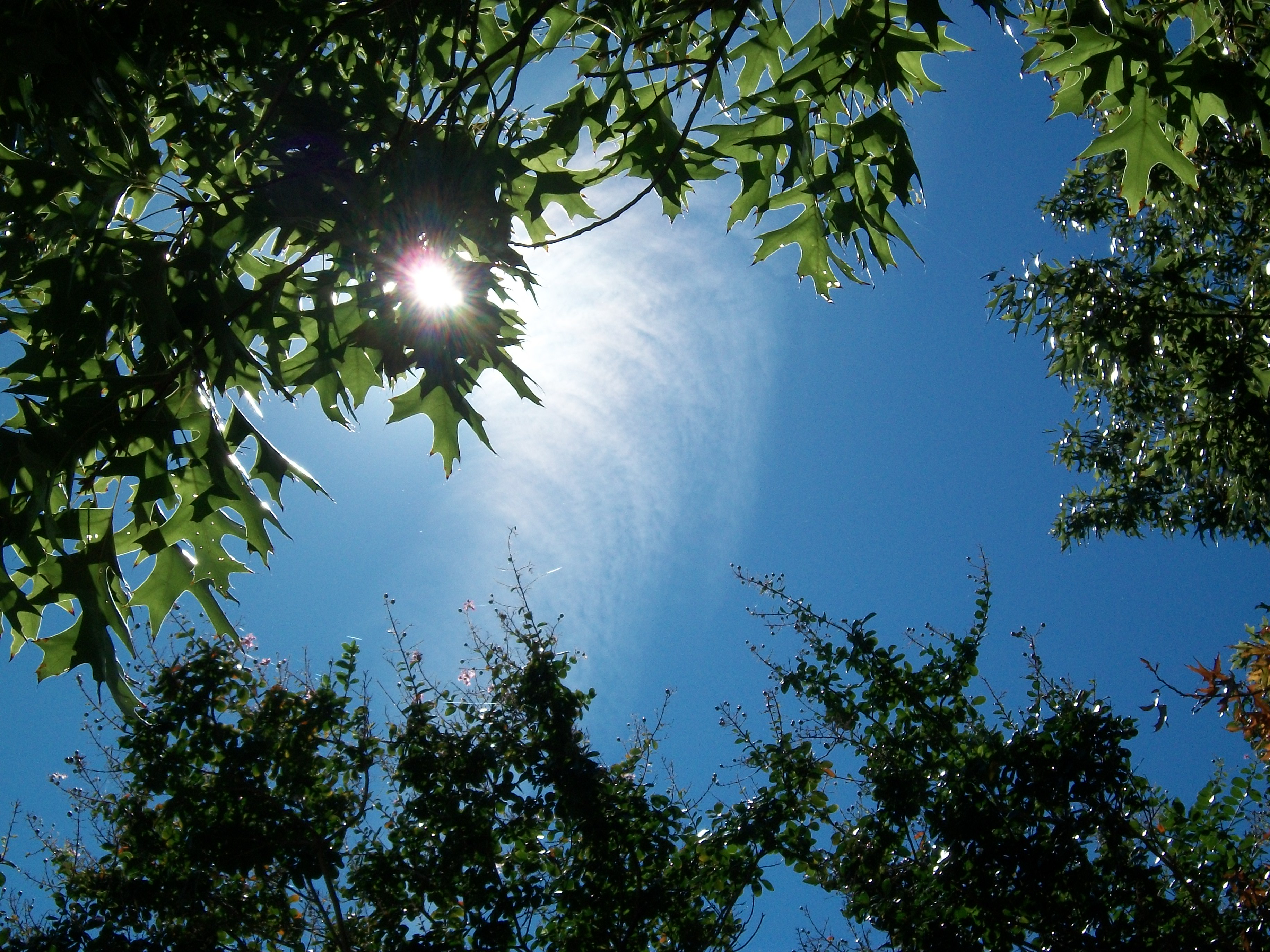 明けぬれば 暮るるものとは 知りながら なほうらめしき 朝ぼらけかな