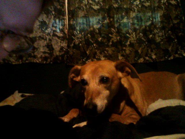 Hello Welcome To My Profile The Dog You See There Is My Dog Moochie She Was A Very Sweet Dog She Was 95% Blind
