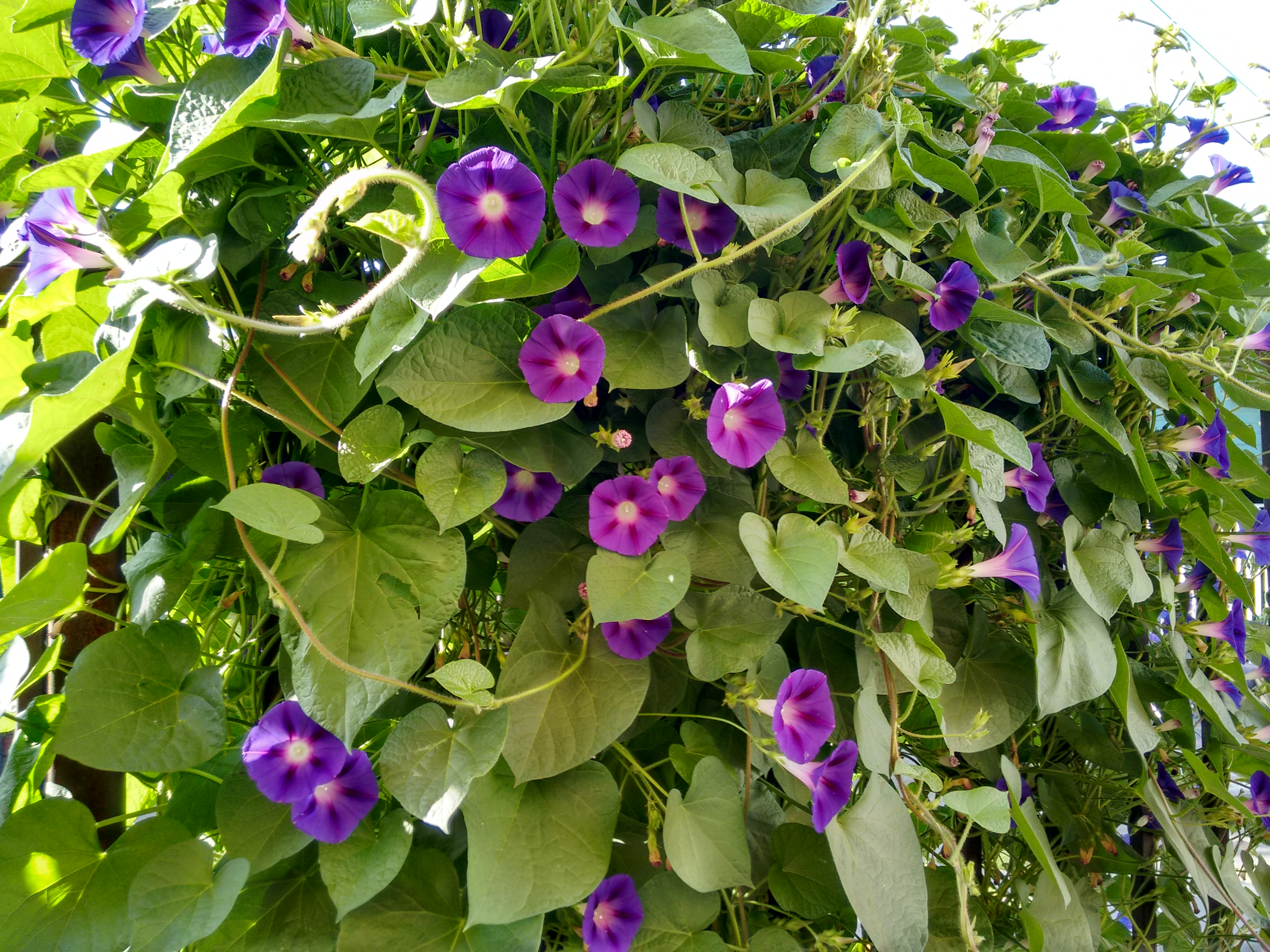 May the colors always blooming in your path be beautiful