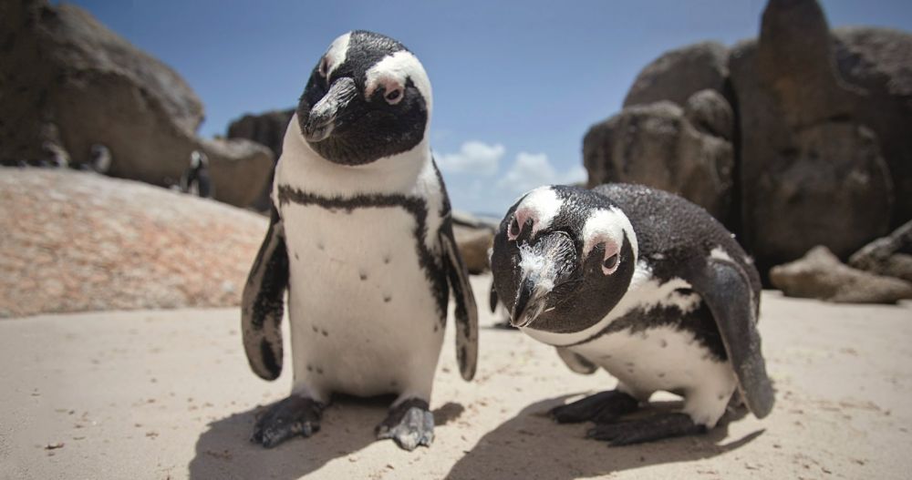 Hello! Hafidz, here. African penguins are so cute and adorable. Flightless bird is one of my favorite animal family. I have known them since I watched Aquatope.