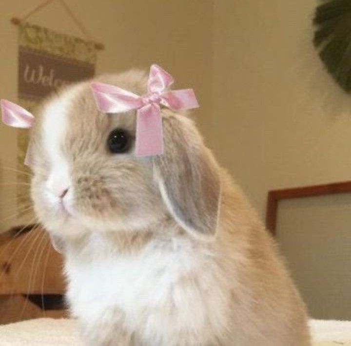 Hiya! My name is BunBun but you can also call me Emily! =^w^=