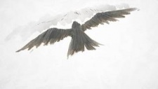 Karasu