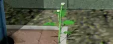 Nobana