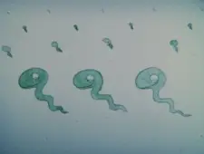 Han Seisaku Sakuhin