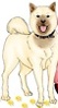 Lupin
