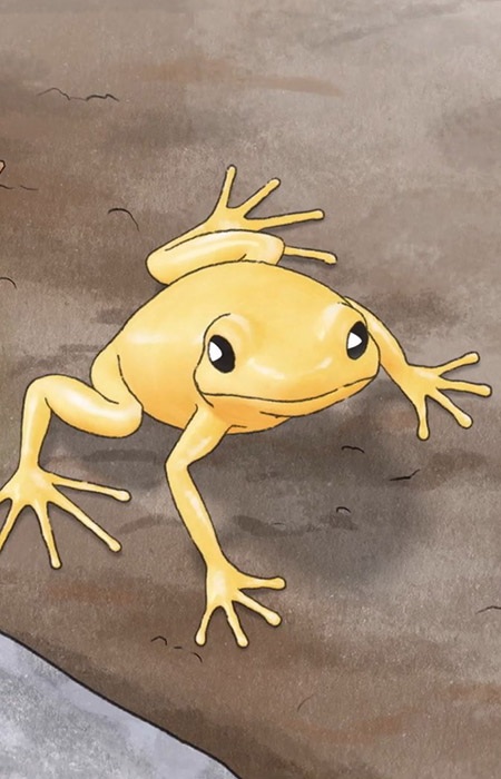 Golden Mantella