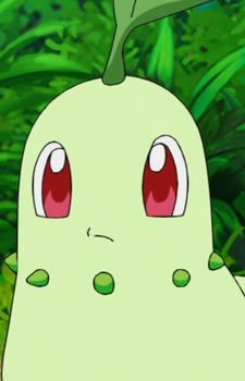 Chikorita