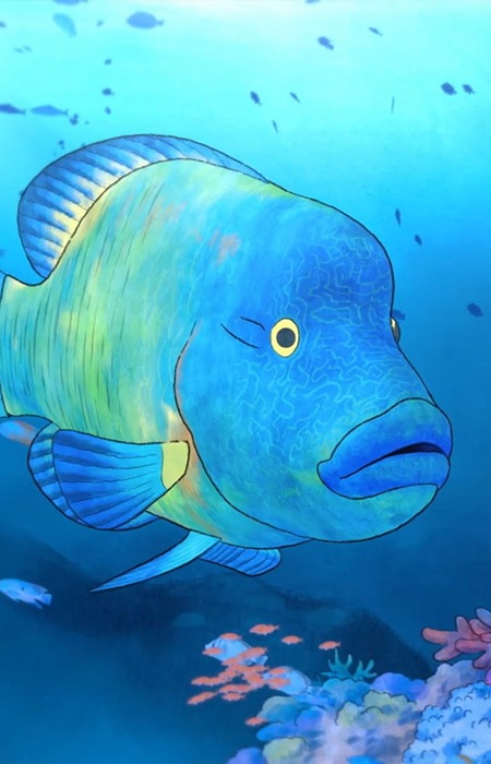 Napoleon Fish